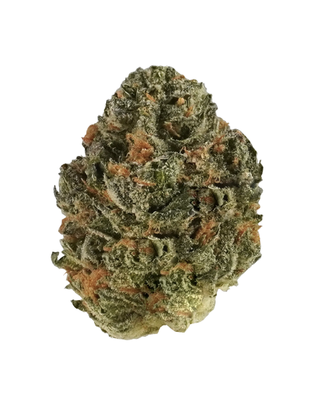 Rosa Botánica - Platinum Kush  (Hybrid)